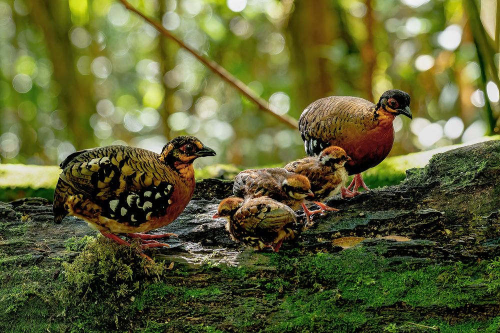 Photograph by Chee Fui Chin