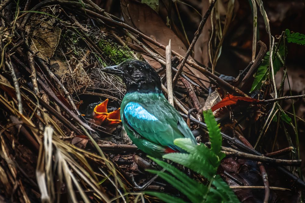 Photograph by Chee Fui Chin