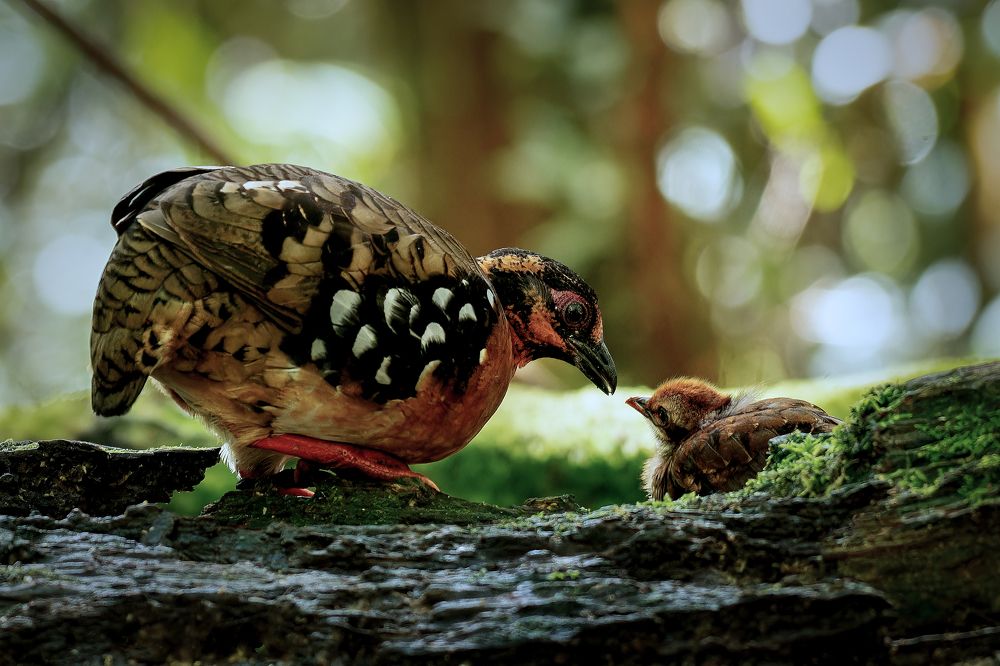 Photograph by Chee Fui Chin