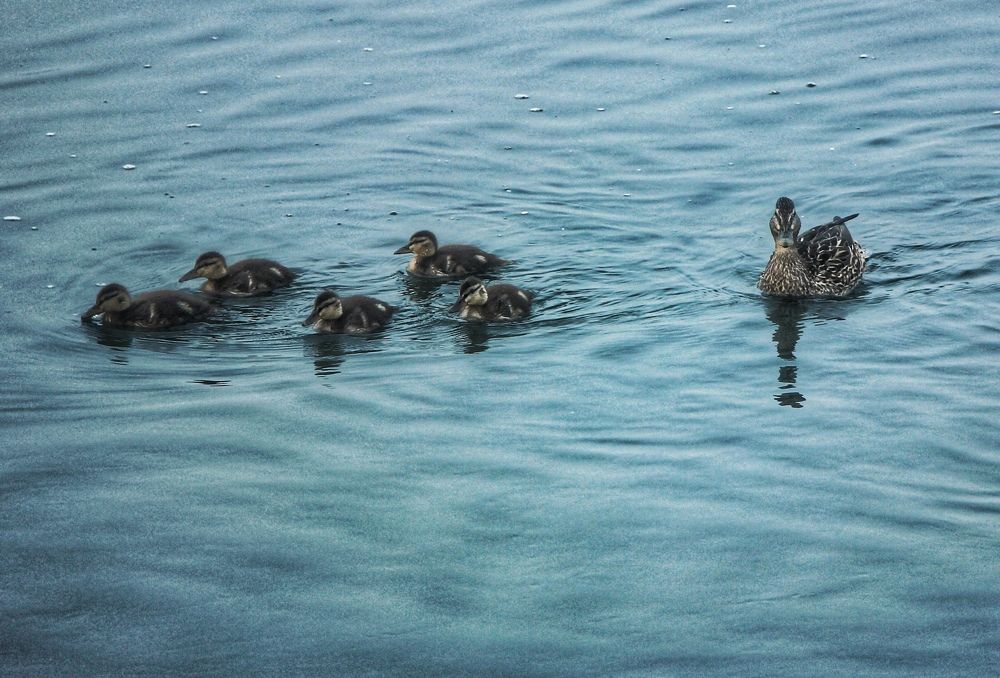 Photograph by Владимир Сушкин