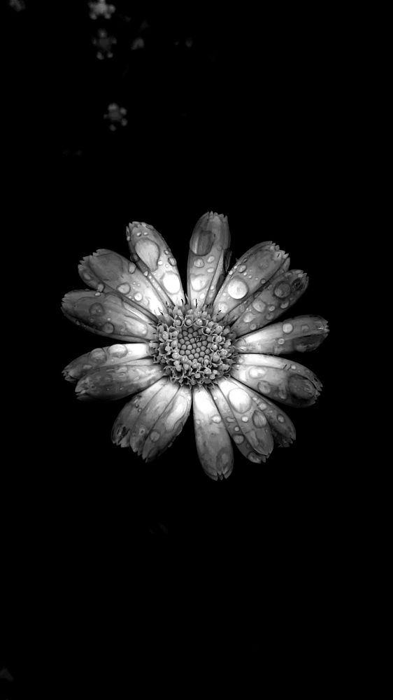 Фотография автора Васильева Ирина