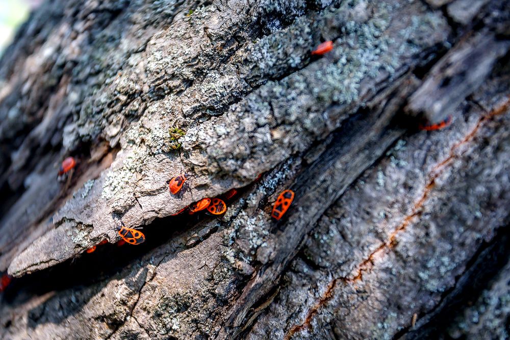 Photograph by Алексей Трифонов