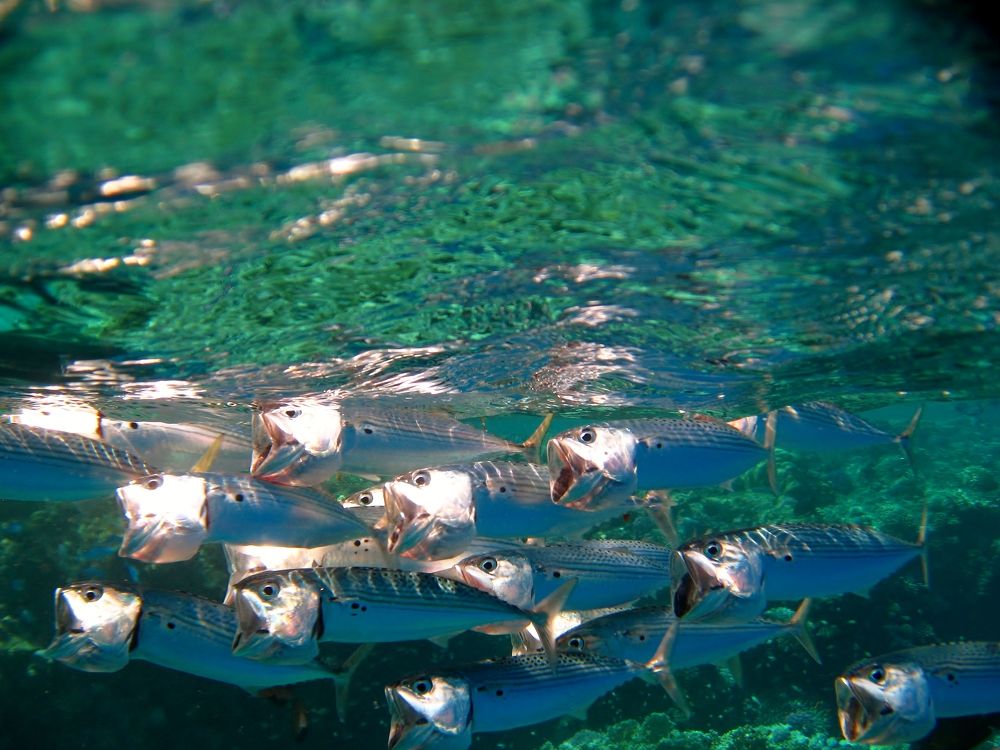 Охота на планктон.