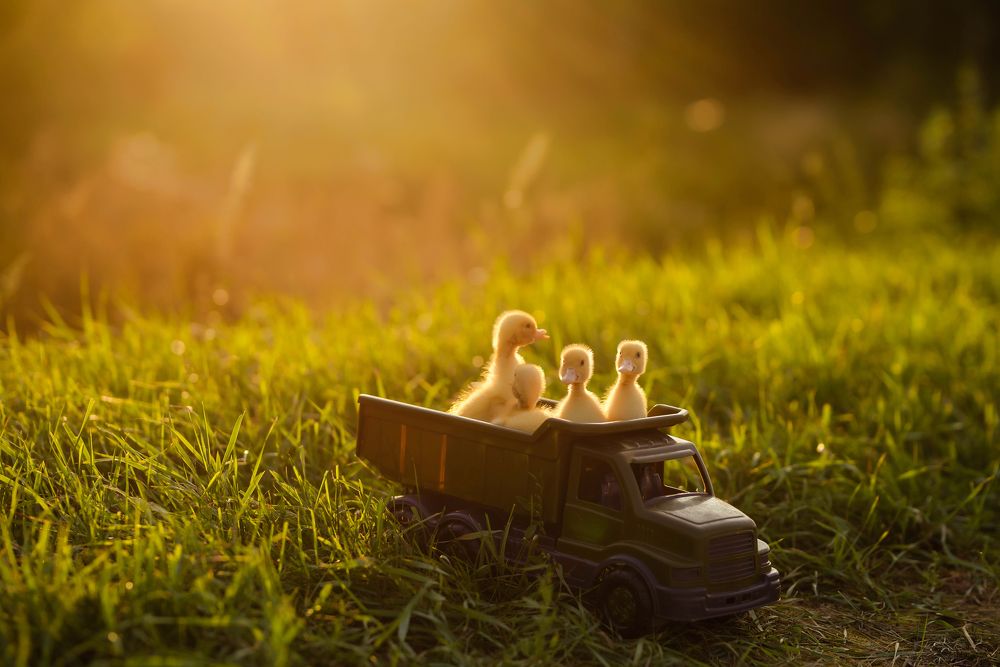 Photograph by Ирина Юрлова