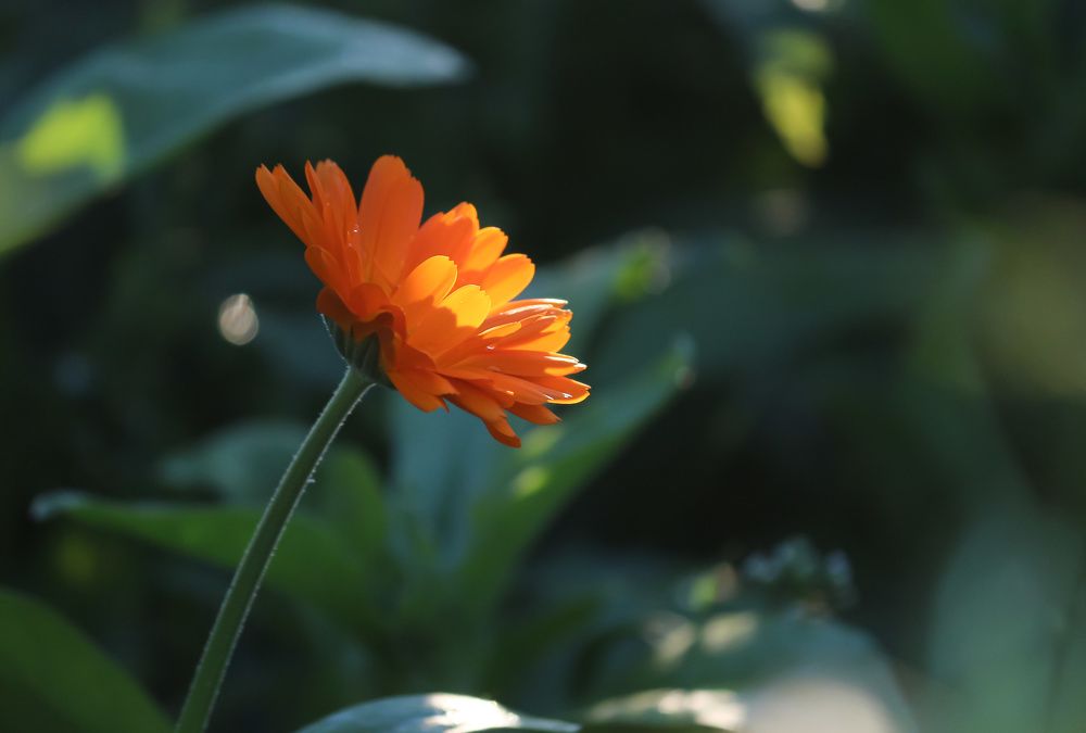Photograph by Елена Федорова