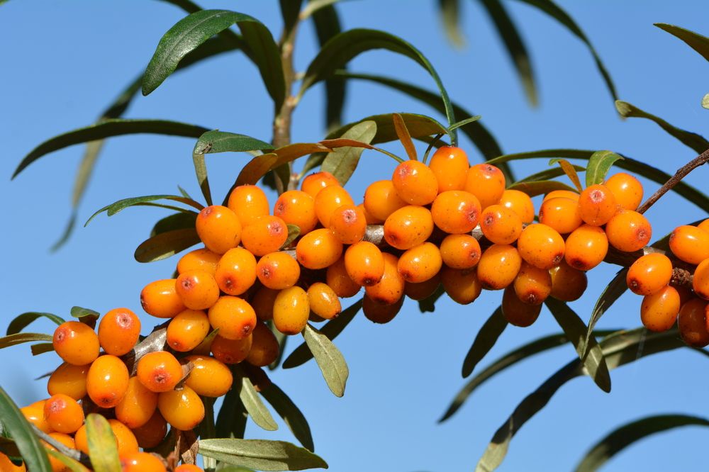 Photograph by Анатолий Каминский