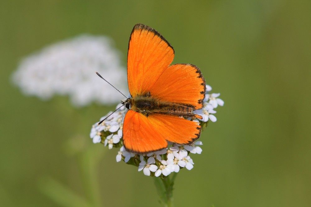 Photograph by Анатолий Каминский