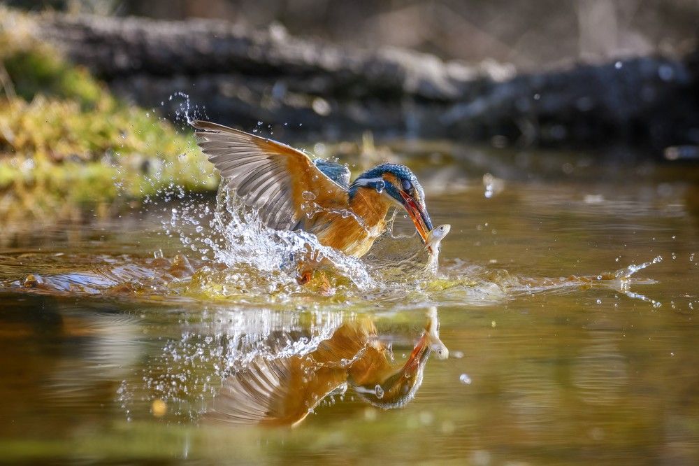 Photograph by Sara Jazbar