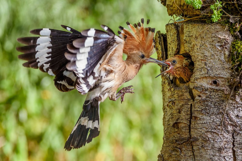 Photograph by Sara Jazbar