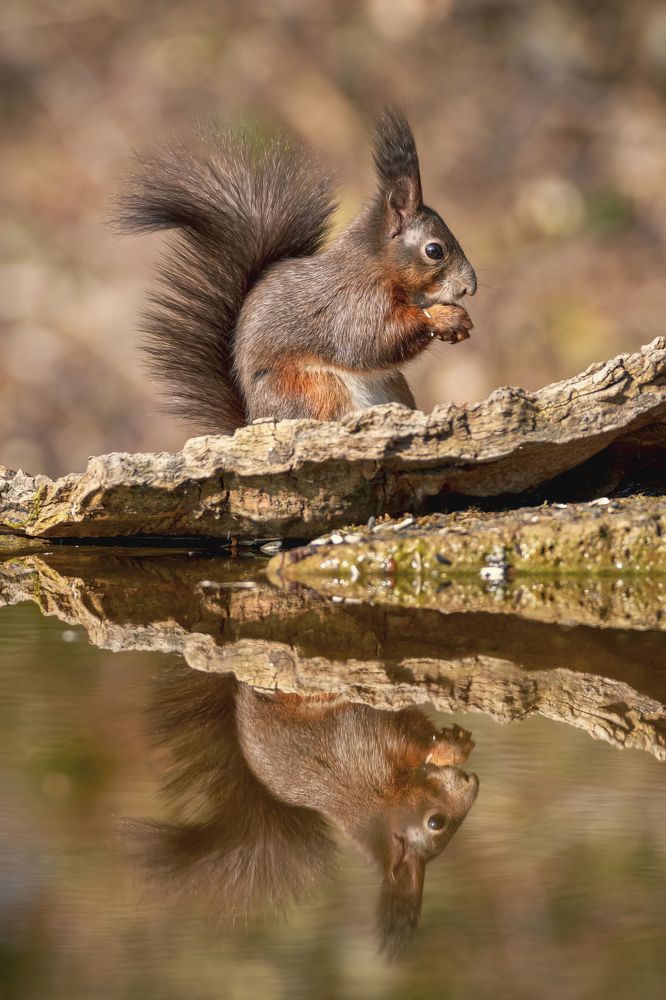 Photograph by Sara Jazbar