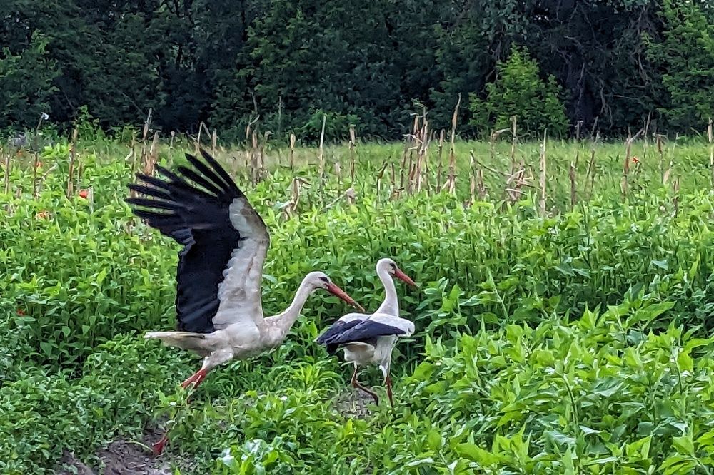 Шухер! Нас засекли!Делаем ноги! (и крылья)