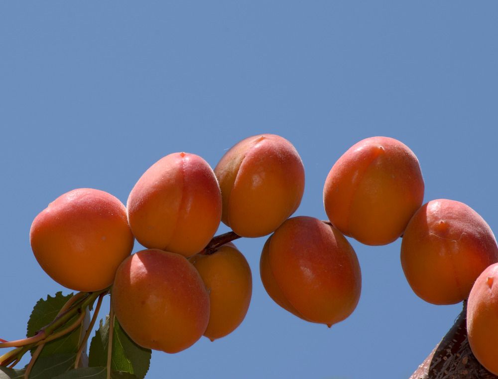 Photograph by Farkhad