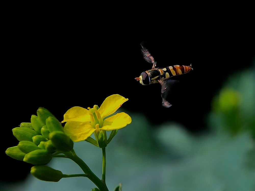 Photograph by Ramprasad Das