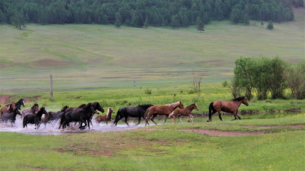За вожаком вброд....