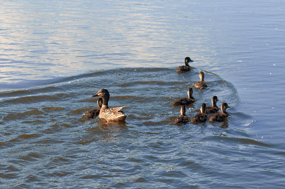 Photograph by Маргарита Гасец