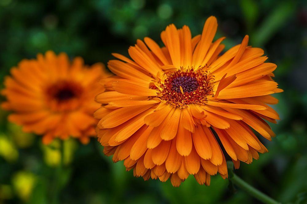 Photograph by Клясюк Галина