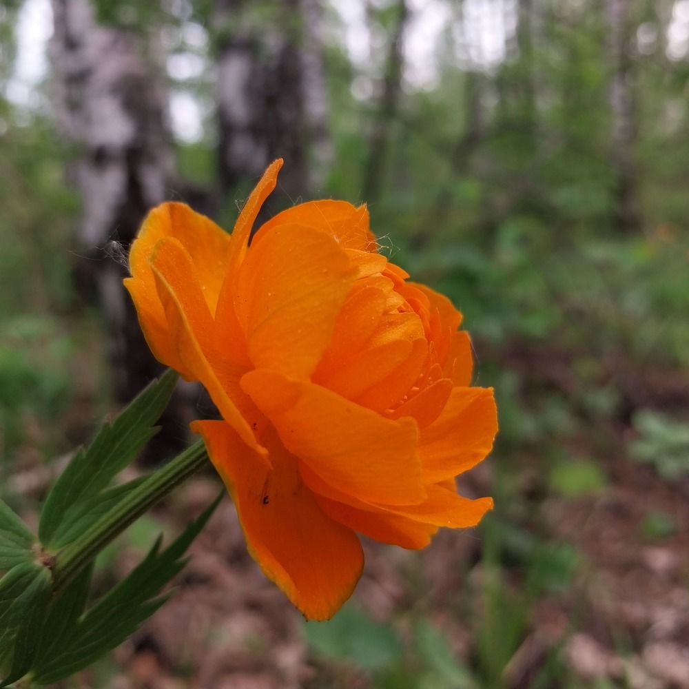 Photograph by Юлия Фирман