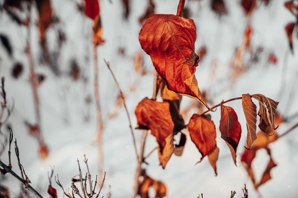 Photograph by Инесса Абрамова