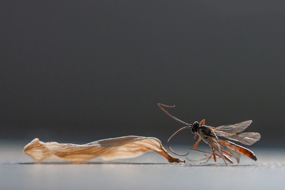 Photograph by Elena Safronova