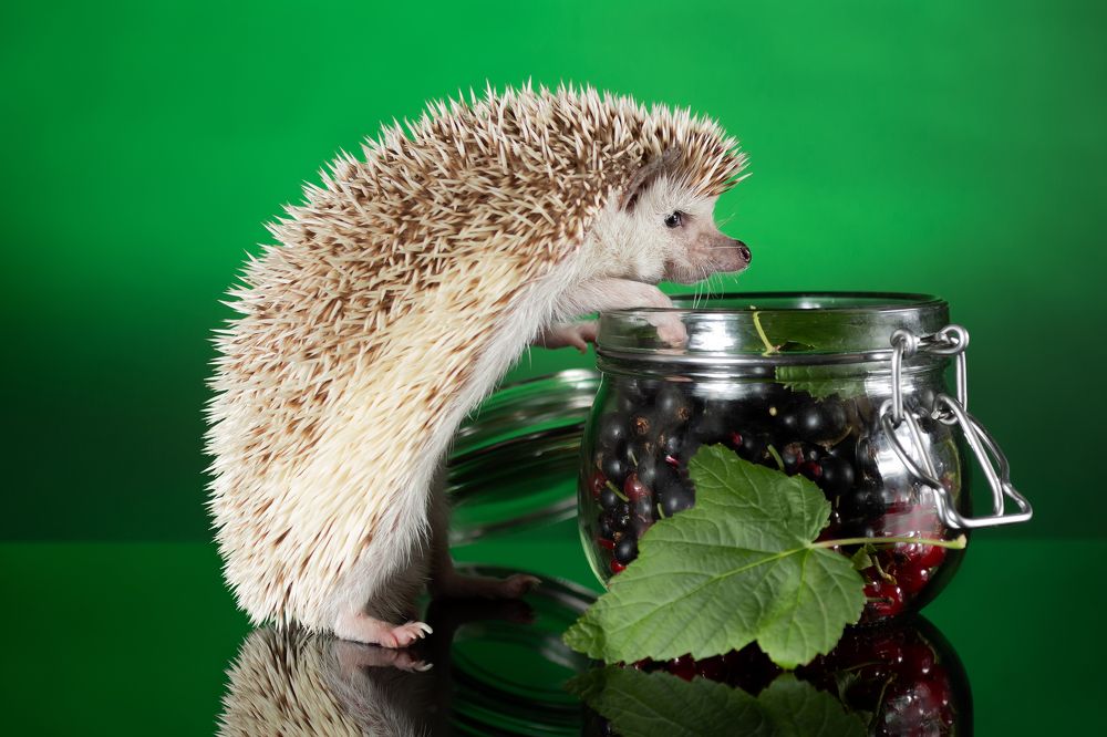 Photograph by Максим Кукурунд