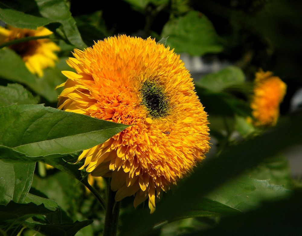 Фотография автора Роман Савоцкий