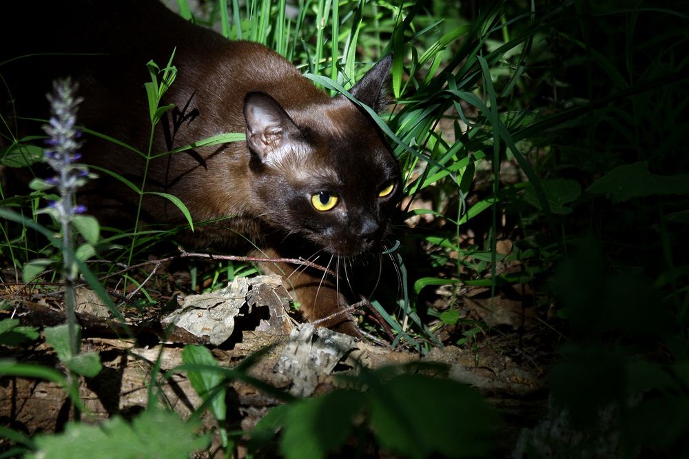 Фотография автора Надежда Лисицына