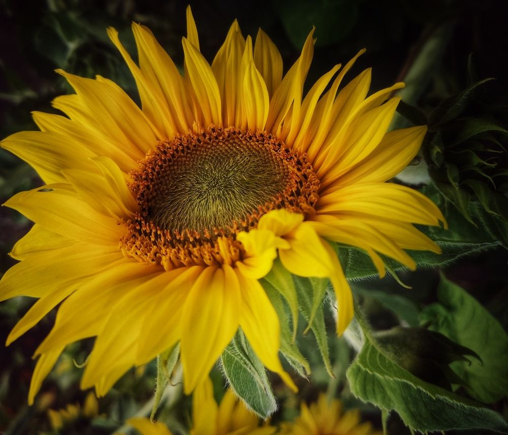 Photograph by Татьяна Сычева