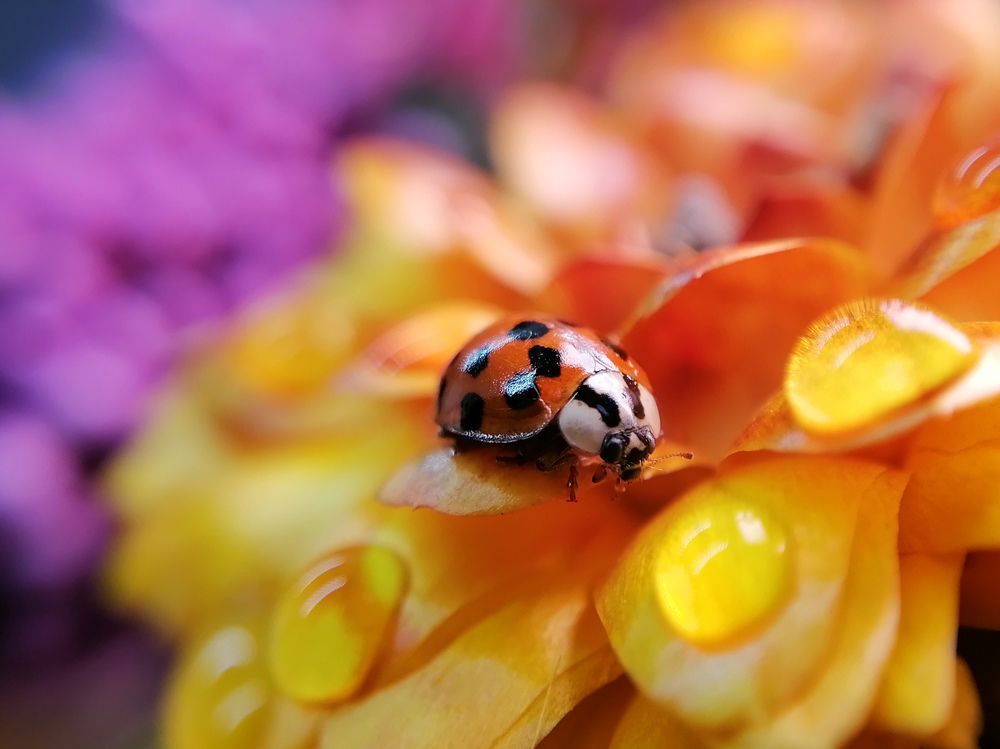 Photograph by Kate Maximenko