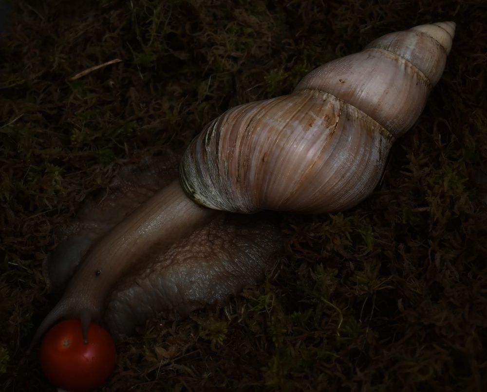 Фотография автора Ola La