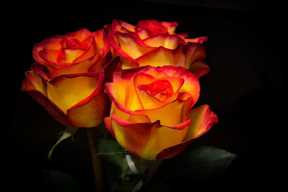 Фотография автора Юлия Кранина