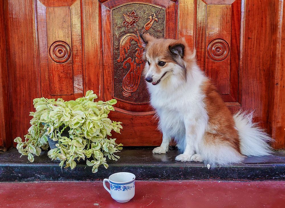 Photograph by K.AKILA NIDUSH