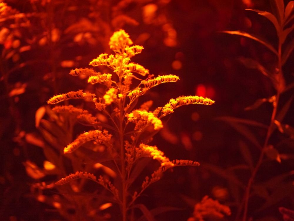 Photograph by Баженова Наталья