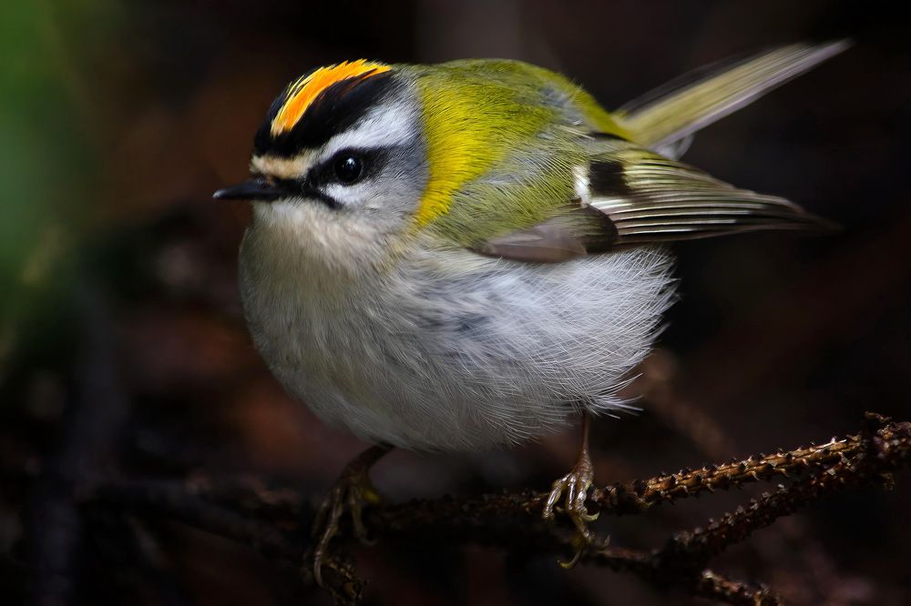 Photograph by Оксана Маховская