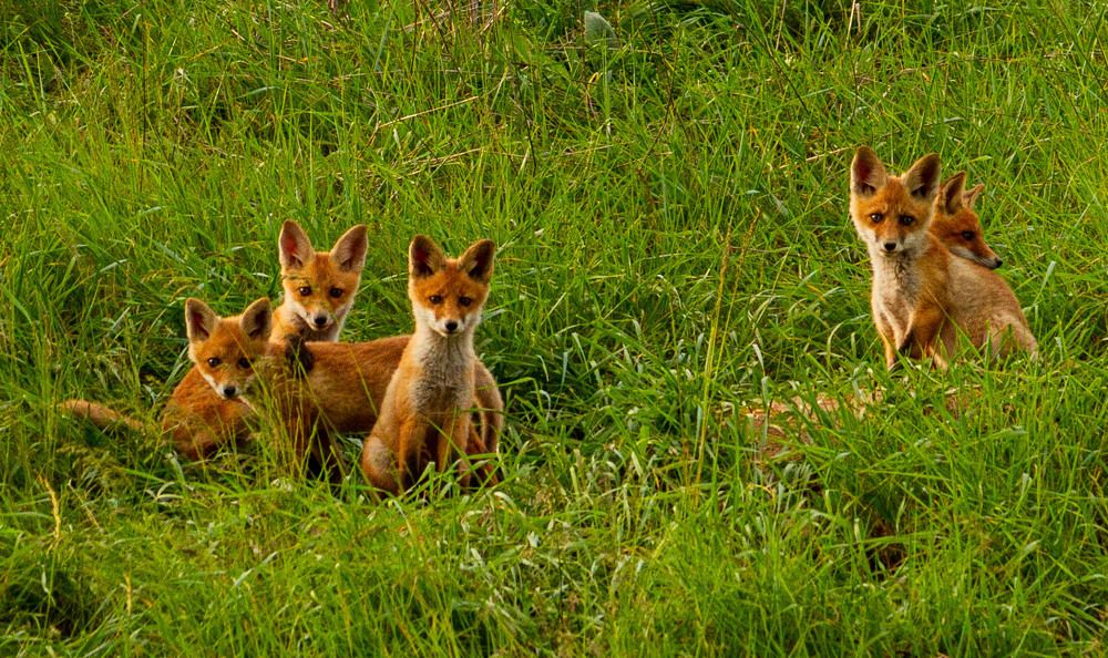 Фотография автора Алексей Тимофеев