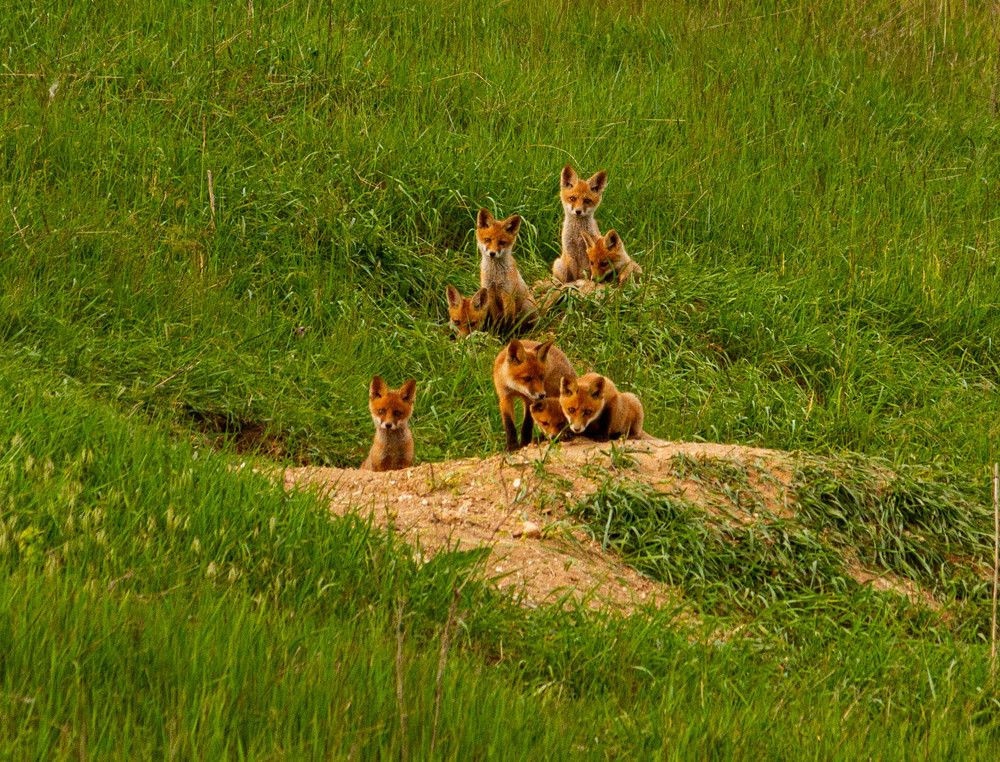 Фотография автора Алексей Тимофеев