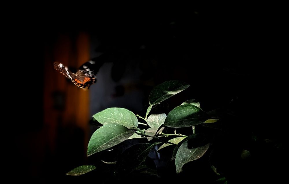 Фотография автора SARAVANA MANICKAM