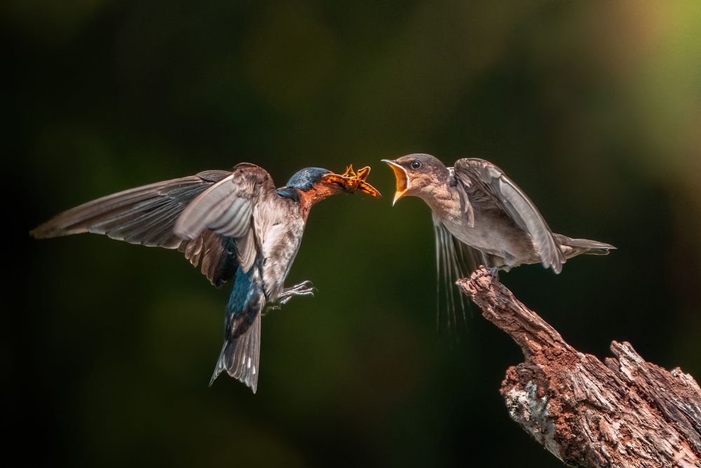 Photograph by Zhi Heng Lee