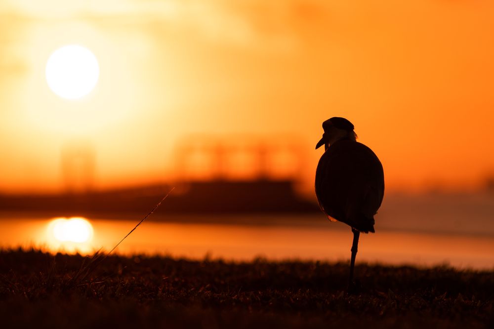 Photograph by Zhi Heng Lee