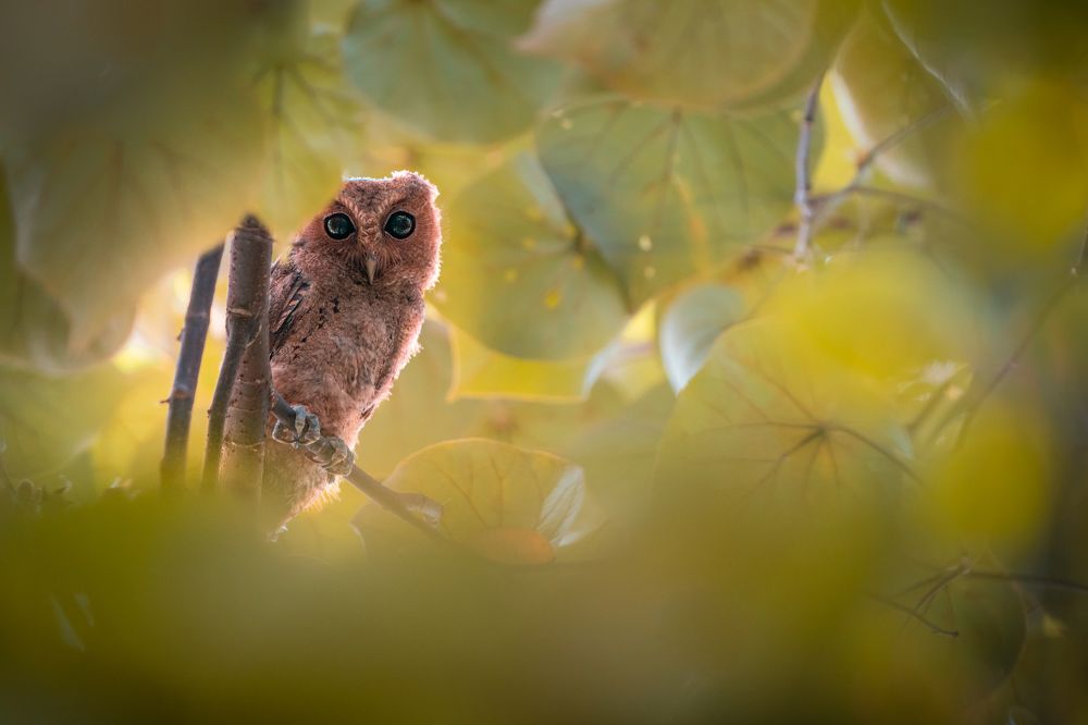 Photograph by Zhi Heng Lee