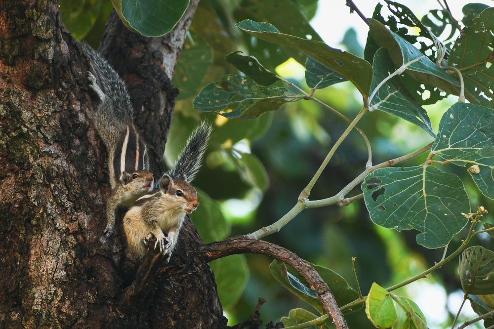 Photograph by Pritam Mandal