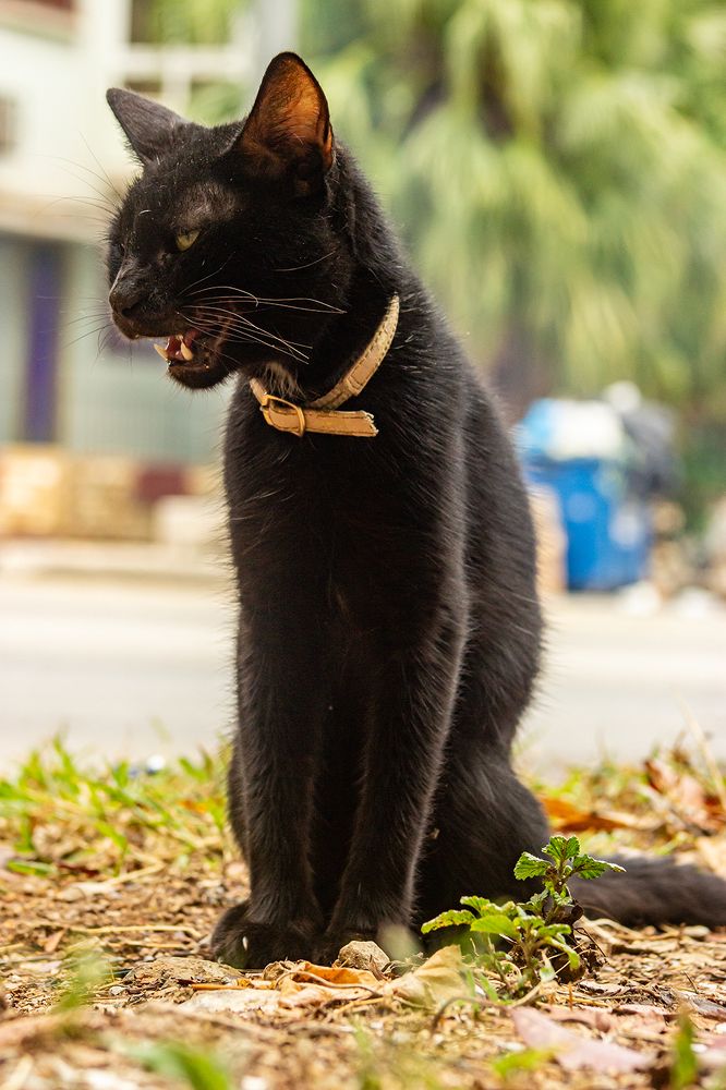 Photograph by  Jorge Cristóbal Fernández-Trevejo Portuondo