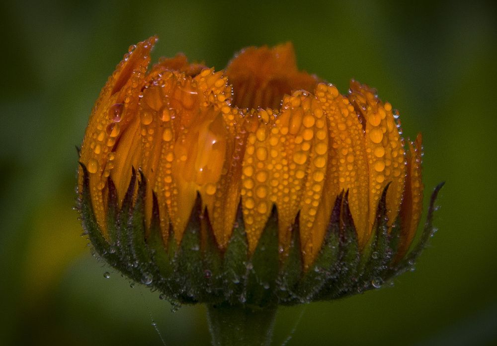 Photograph by Татьяна Титова