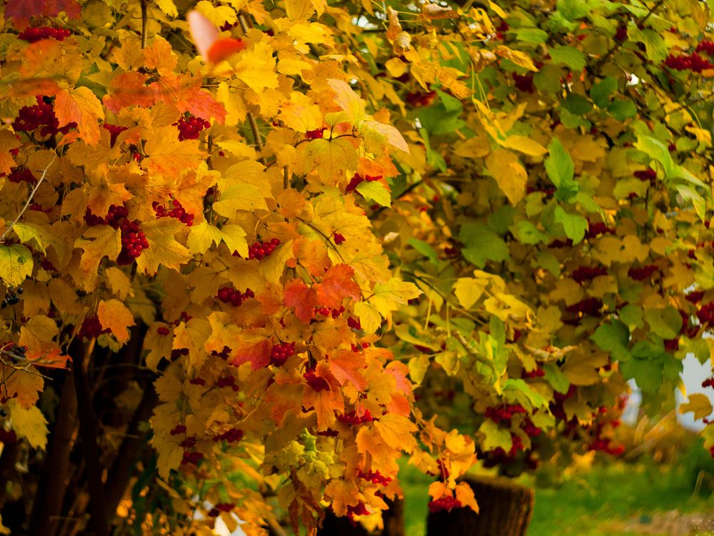 Фотография автора Владимир Ступинский