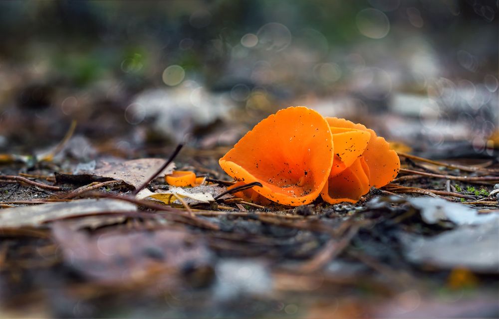 Photograph by Елена Соколова