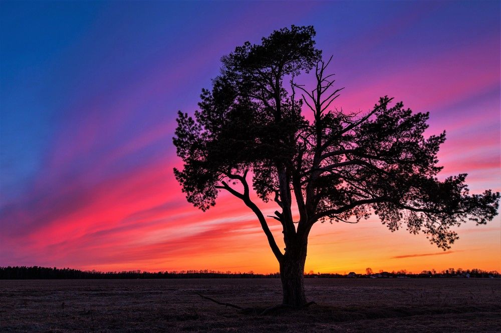 Одинокая сосна