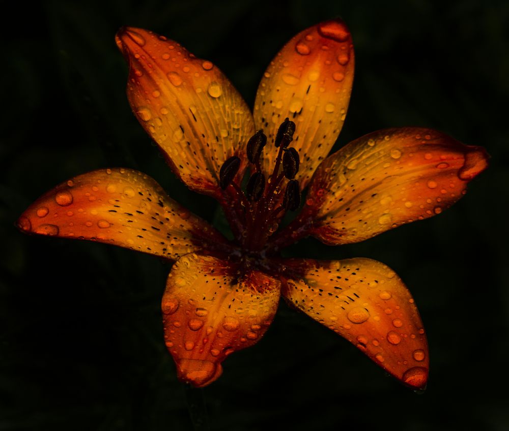 Photograph by Андрей Емельянов