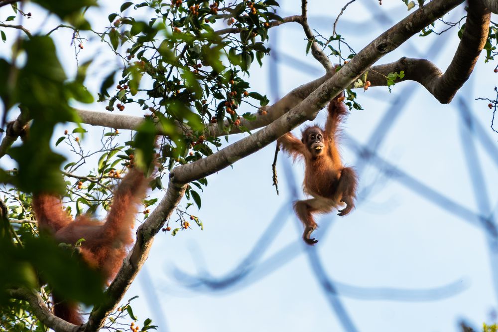 Wild young ourangutan on a ficus tree feeding