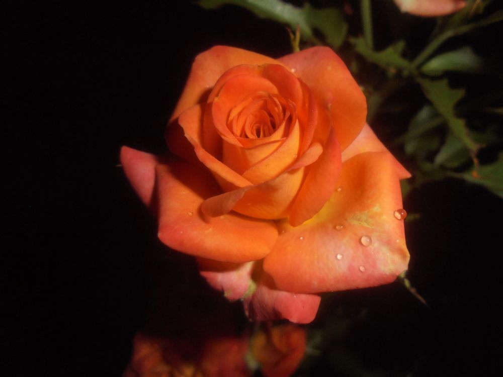 Портрет розы.