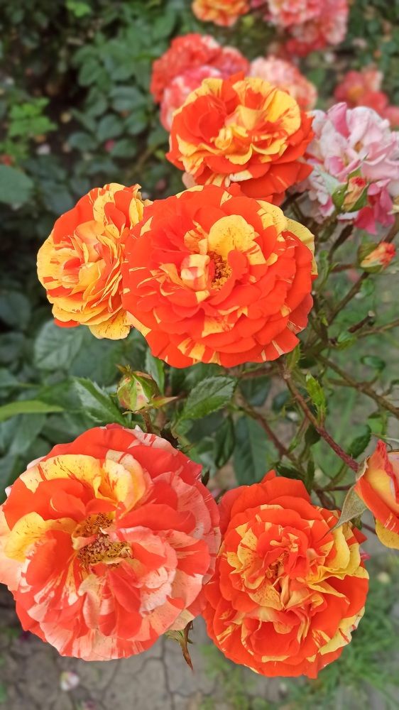 Photograph by Виорика Фоменко