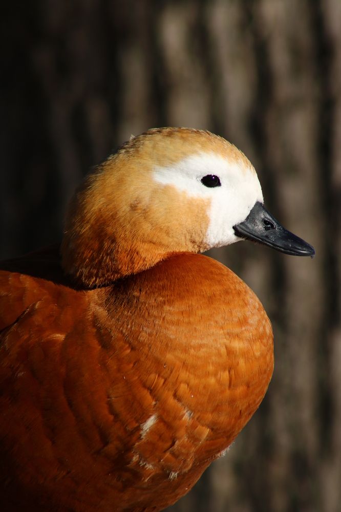 Photograph by Светлана Шуткова